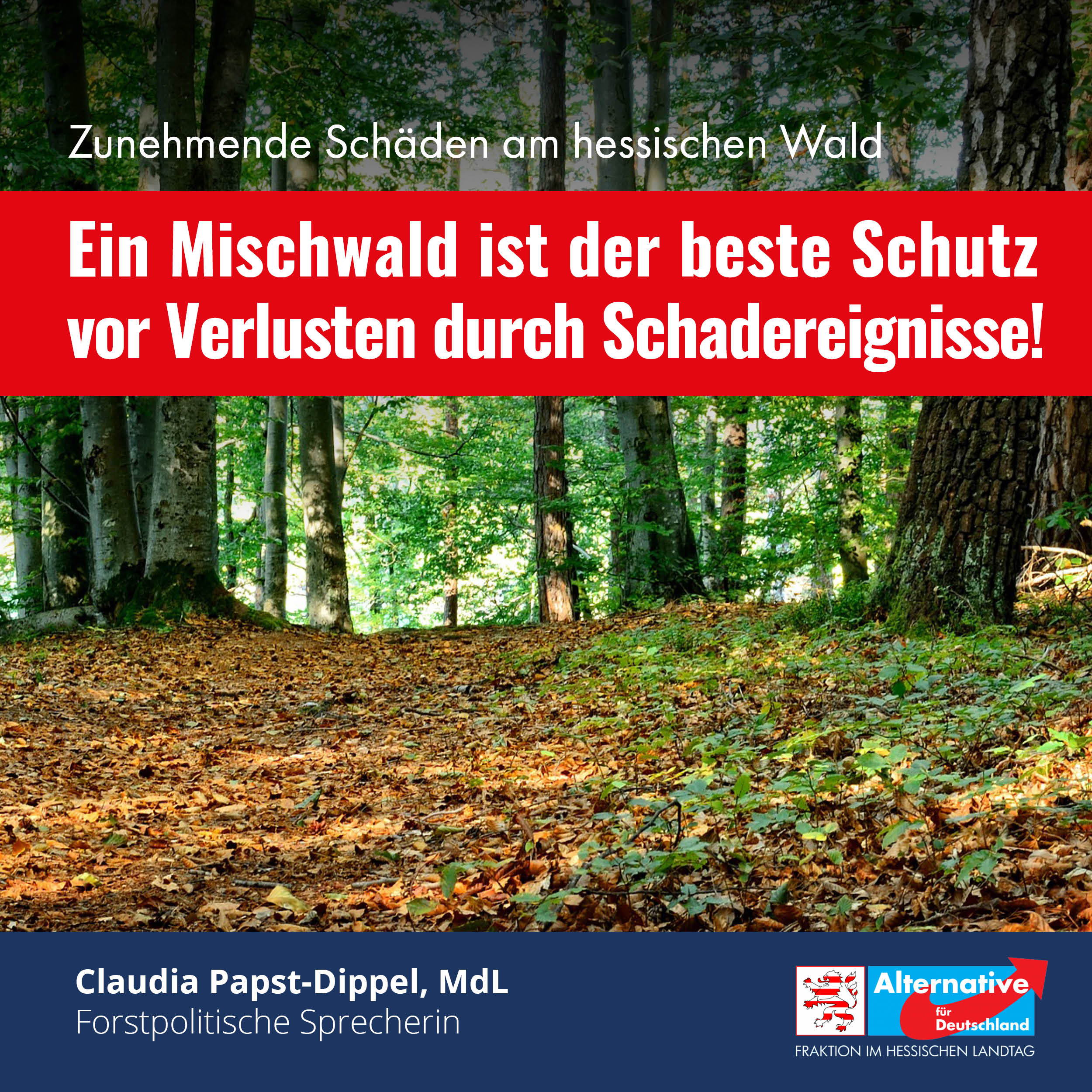 Read more about the article Ein Mischwald bleibt der beste Schutz