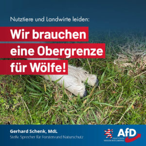 Mehr über den Artikel erfahren Nutztiere und Landwirte leiden: Wir brauchen eine Obergrenze für Wölfe!