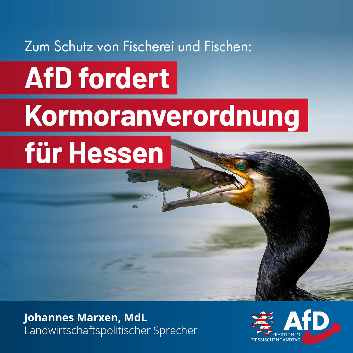 Du betrachtest gerade Zum Schutz von Fischerei und Fischen: AfD fordert Kormoranverordnung für Hessen